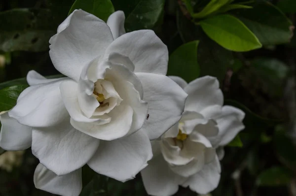 Hermoso jazmín en el color blanco Imágenes de stock libres de derechos