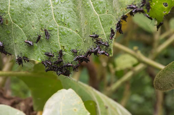 Маленькие Черные Сверчки Едят Листья Каплями Дождя — стоковое фото