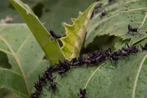 Kluster Svarta Syrsor Grönt Blad Något Fokus Och Cricket Högre — Stockfoto