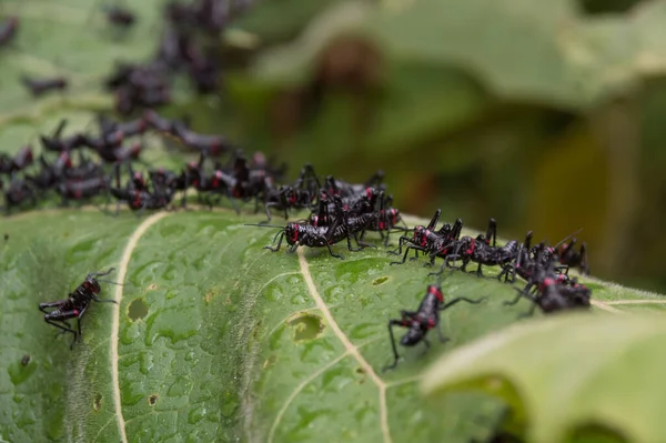 Cluster Black Crickets Green Leaf Focus More Center Blurred — Stock Photo, Image