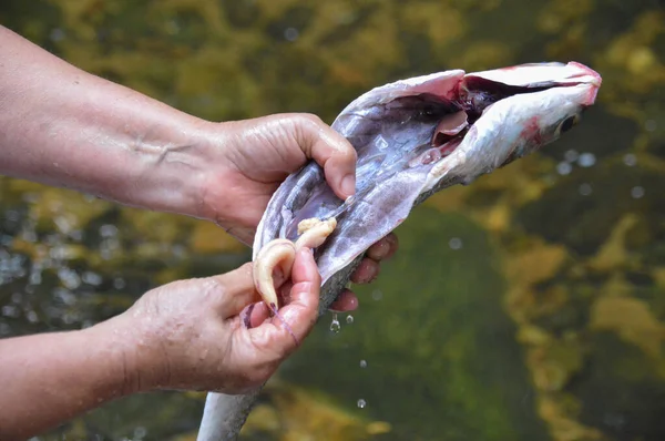 Ручная Чистка Открытой Рыбы Вынимает Косулю Лицензионные Стоковые Фото