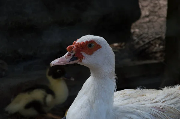 Pato Branco Com Pintinho Amarelo Branco Desfocado Fundo Esquerda — Fotografia de Stock