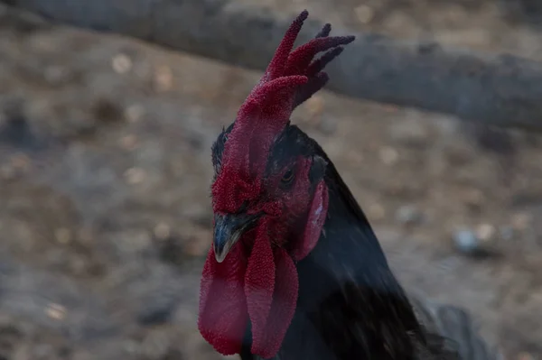 Kepala Ayam Jantan Difoto Balik Layar Kawat Dengan Sedikit Efek — Stok Foto