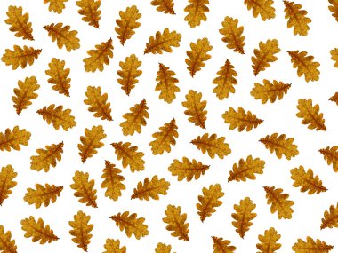 Sonbahar meşe yaprakları