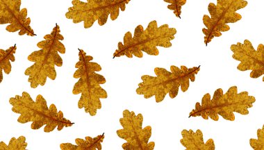 Sonbahar meşe yaprakları