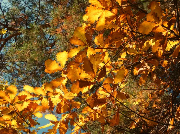 Herfstbladeren in het bos — Stockfoto