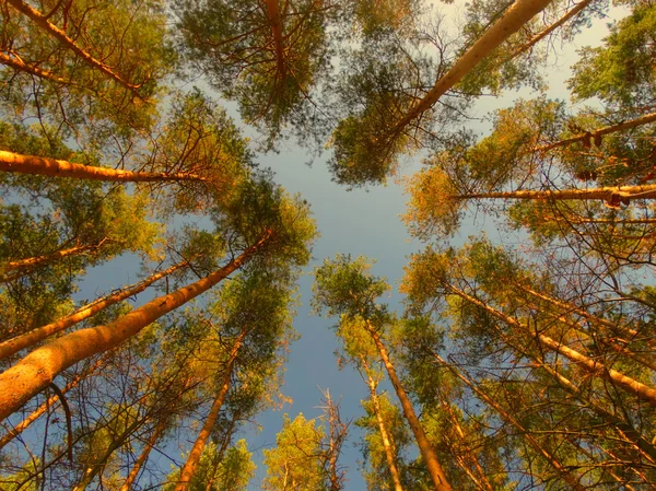 Podzimní listí v lese — Stock fotografie