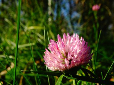 Ormandaki sonbahar çiçek