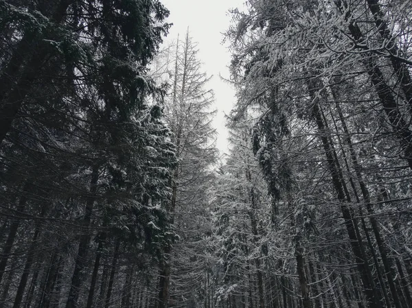 Forêt hivernale dans la neige — Photo