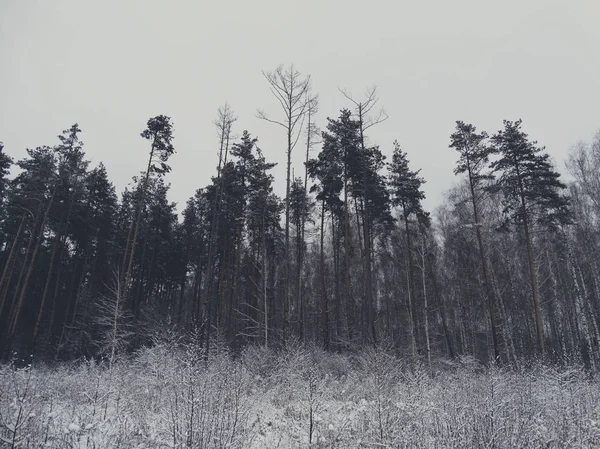 Forêt hivernale dans la neige — Photo