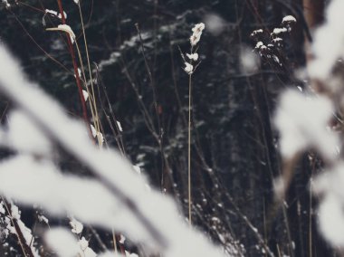 Ölü ahşap üzerinde kar