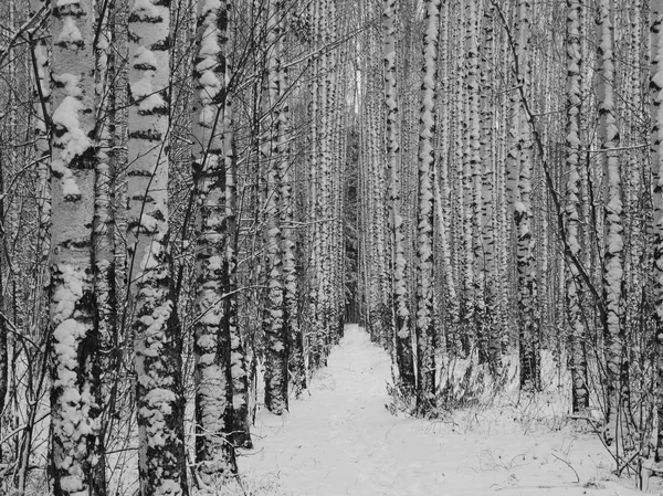 Зимняя дорога в лесу — стоковое фото