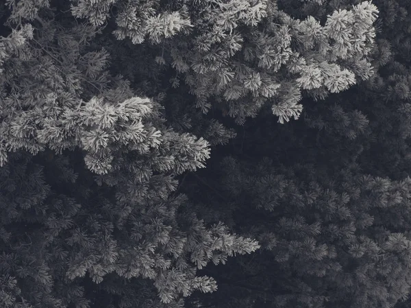 Sapins enneigés dans la forêt — Photo