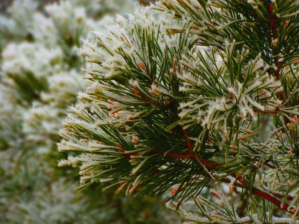 森雪のもみの木 — ストック写真