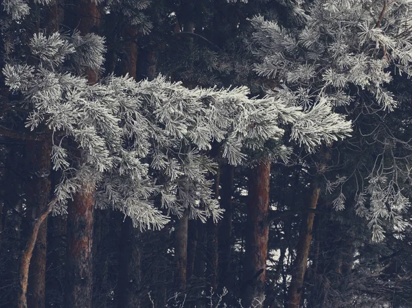 Sapins enneigés dans la forêt — Photo