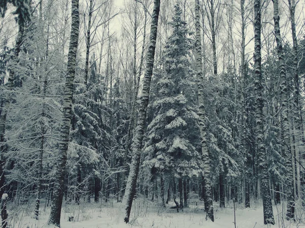 Zimowy las w śniegu — Zdjęcie stockowe