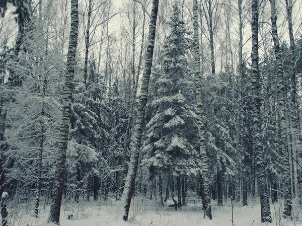 Vinterskog i snö — Stockfoto