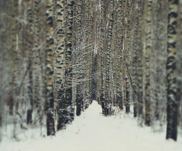 Forêt hivernale dans la neige — Photo