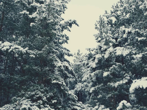 Χειμερινό δάσος στο χιόνι — Φωτογραφία Αρχείου