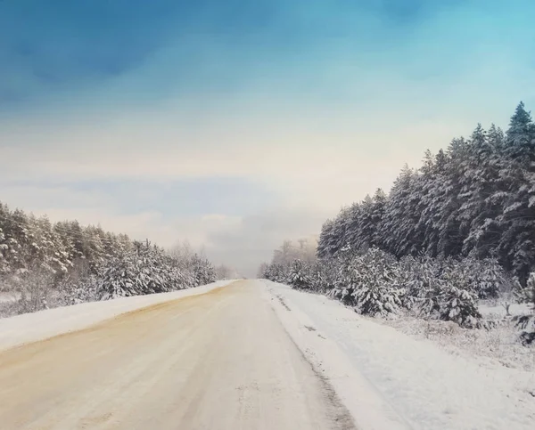 Bosque de invierno en la nieve Fotos De Stock Sin Royalties Gratis