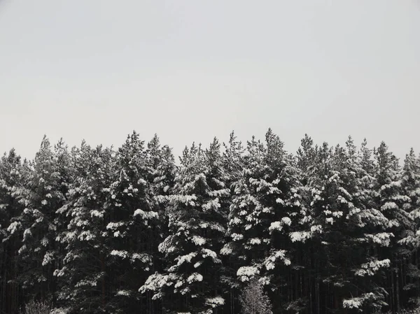 Forêt hivernale dans la neige — Photo