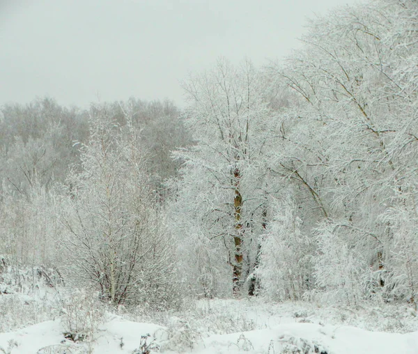 Winter forest in snow — Stock Photo, Image