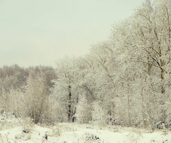 雪の冬の森 — ストック写真