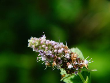 Ormanda çiçekli bitkiler