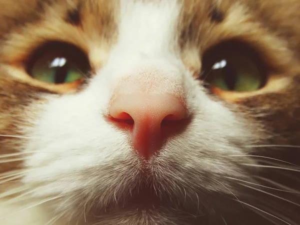 Rosa kattens näsa — Stockfoto