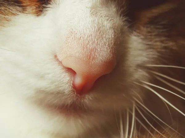 Pink cat\'s nose