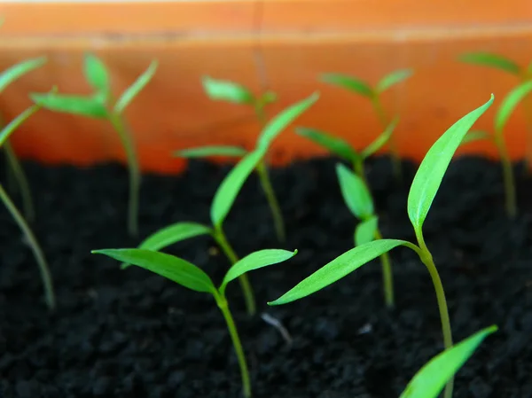 Cultivo de pimentas em casa — Fotografia de Stock