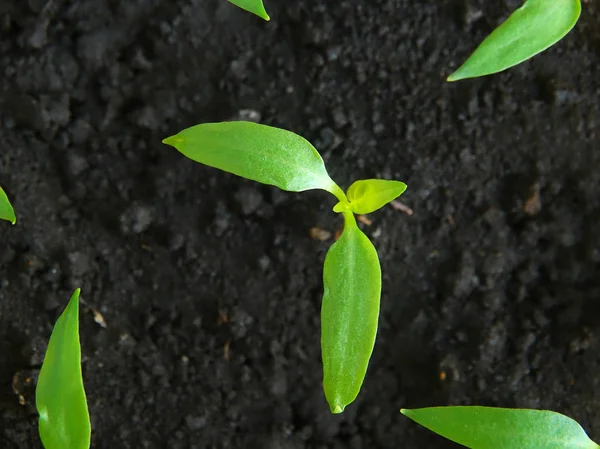 Growing peppers at home — Stock Photo, Image