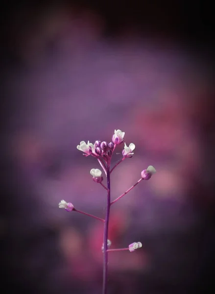 Flores brancas pequenas — Fotografia de Stock