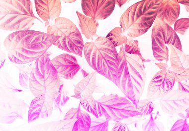 taze bahar yaprakları