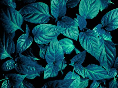 taze bahar yaprakları