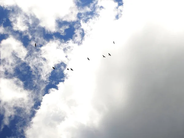 Oiseaux dans le ciel — Photo