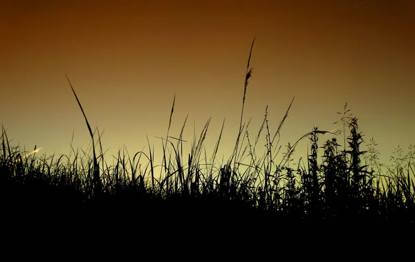 Pôr do sol no campo — Fotografia de Stock