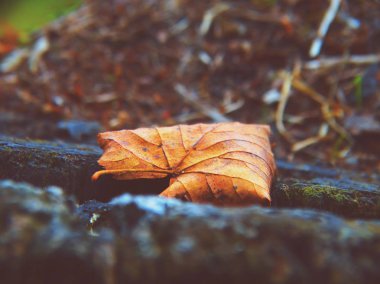 Ormanda sonbahar yaprağı