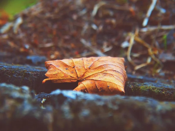 Herbstblatt im Wald — Stockfoto