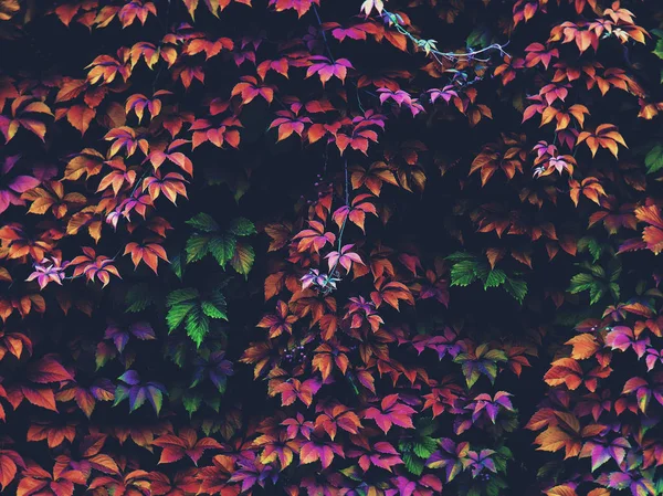 Jesień liści w lesie — Zdjęcie stockowe