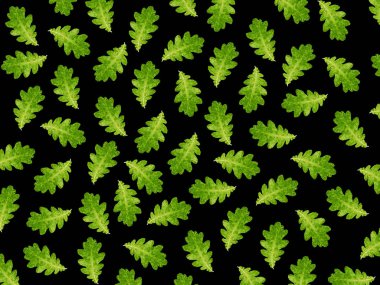 Meşe sonbahar yaprakları