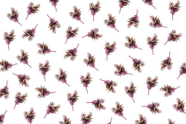 Fresh branches of a juniper