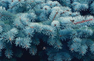 Ormandaki ladin dalları