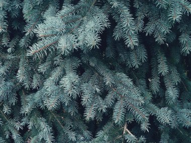 Ormandaki ladin dalları