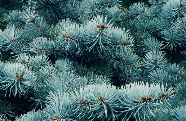 Spruce branches in the forest