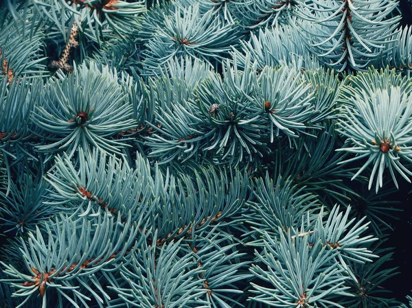 Spruce branches in the forest — Stock Photo, Image
