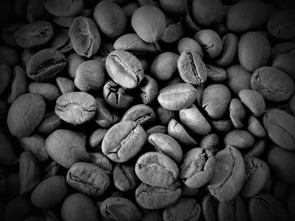 Colheita grãos de café — Fotografia de Stock
