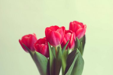 Taze çiçek açan laleler