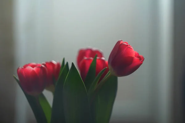 Frisch blühende Tulpen — Stockfoto
