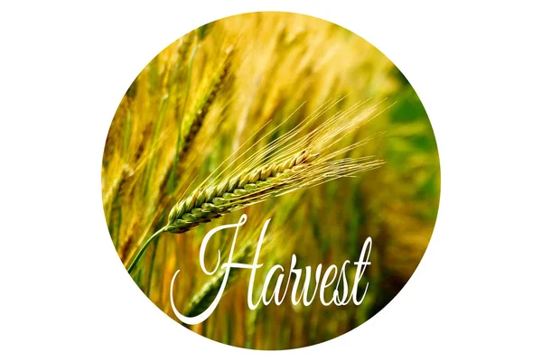 Wheat harvest on the field — Stock Photo, Image